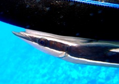 コバンザメ_a0043520_86941.jpg