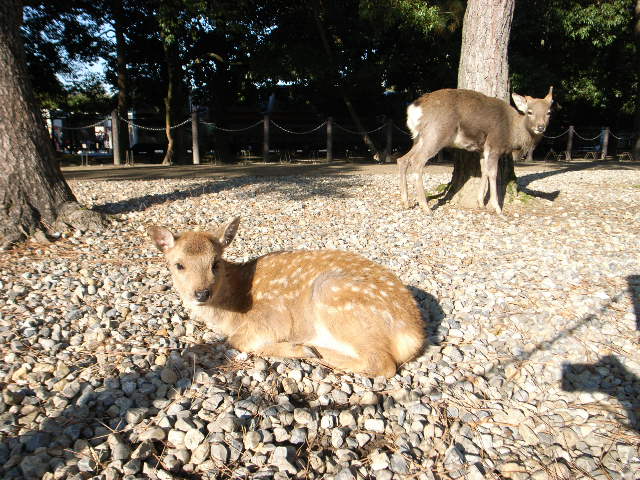 鹿の楽園、朝の奈良_d0105133_21242182.jpg