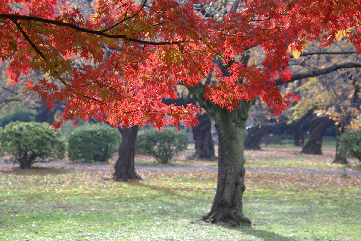 秋の小石川植物園_e0083036_181567.jpg