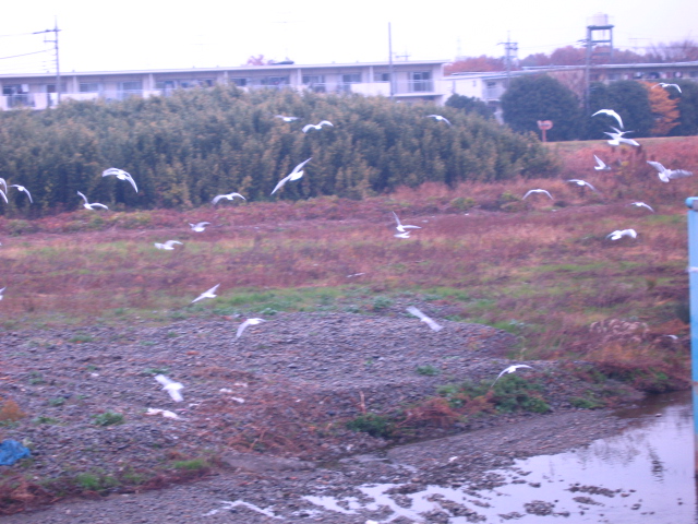 b0088037_7205740.jpg