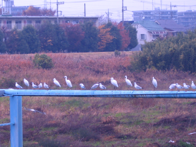 b0088037_725568.jpg