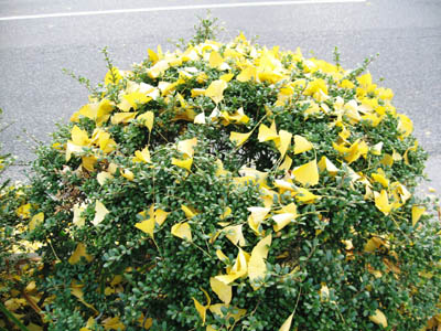 e0110940_0143453.jpg