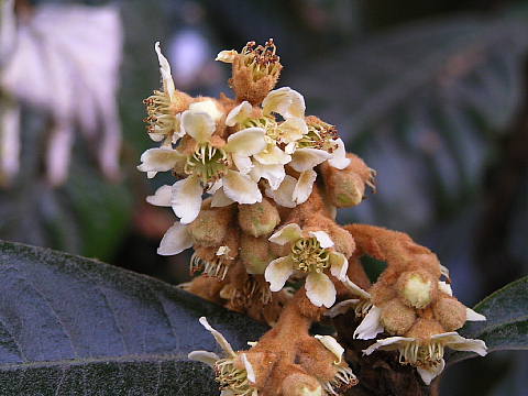 ビワ(枇杷)の花_c0051143_2229511.jpg