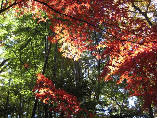 【旧白洲邸武相荘・鈴鹿峠の紅葉】_b0009849_172242.jpg