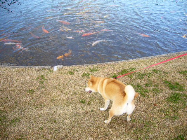 2007年12月5日(水)シロン振り、シロ君!_f0060461_19432995.jpg