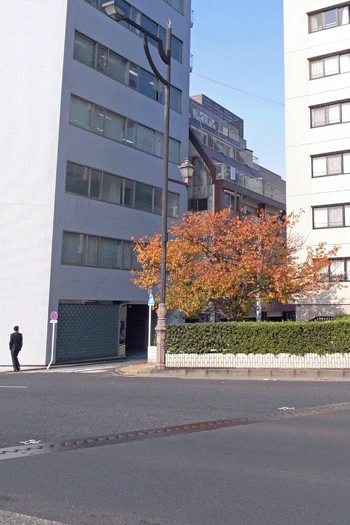 autumn colour of leaves : still_e0051071_1158686.gif