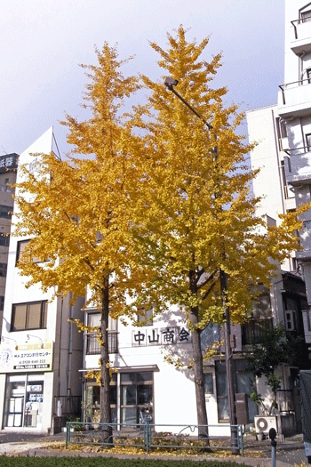 autumn colour of leaves : still_e0051071_11593191.gif