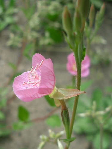 アカバナユウゲショウ(赤花夕化粧)_c0085874_18342159.jpg