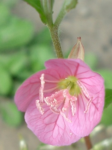 アカバナユウゲショウ(赤花夕化粧)_c0085874_183503.jpg