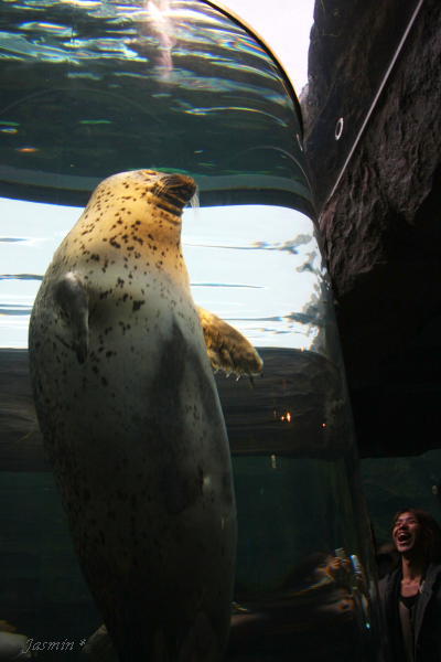 旭山動物園〜☆　あざらし館_c0145780_16232655.jpg