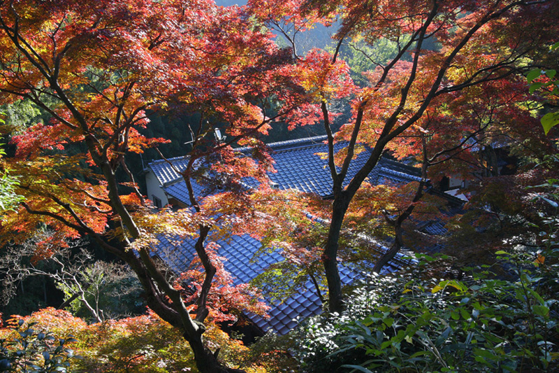 １１月２３日、久留米柳坂・永勝寺と大宰府・光明禅寺１_c0007190_20235492.jpg