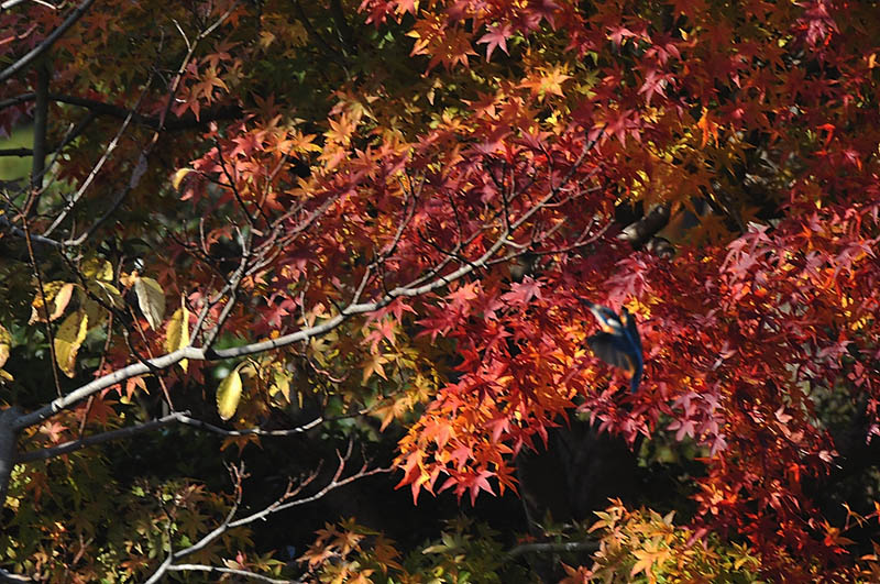 b0024798_5101686.jpg