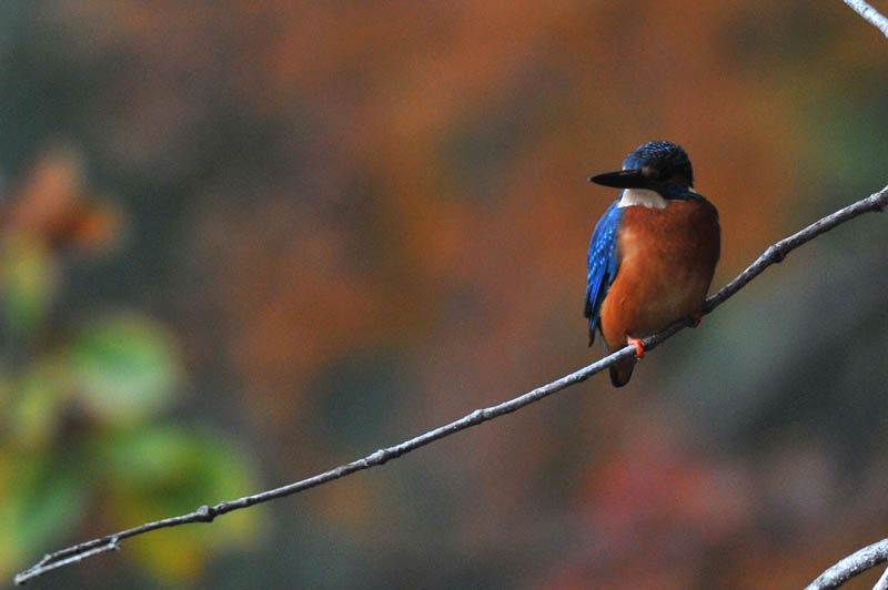 紅葉カワを求めて_b0024798_581564.jpg