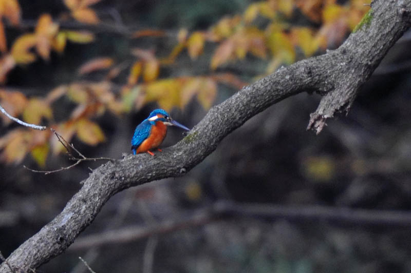 紅葉カワを求めて_b0024798_583920.jpg