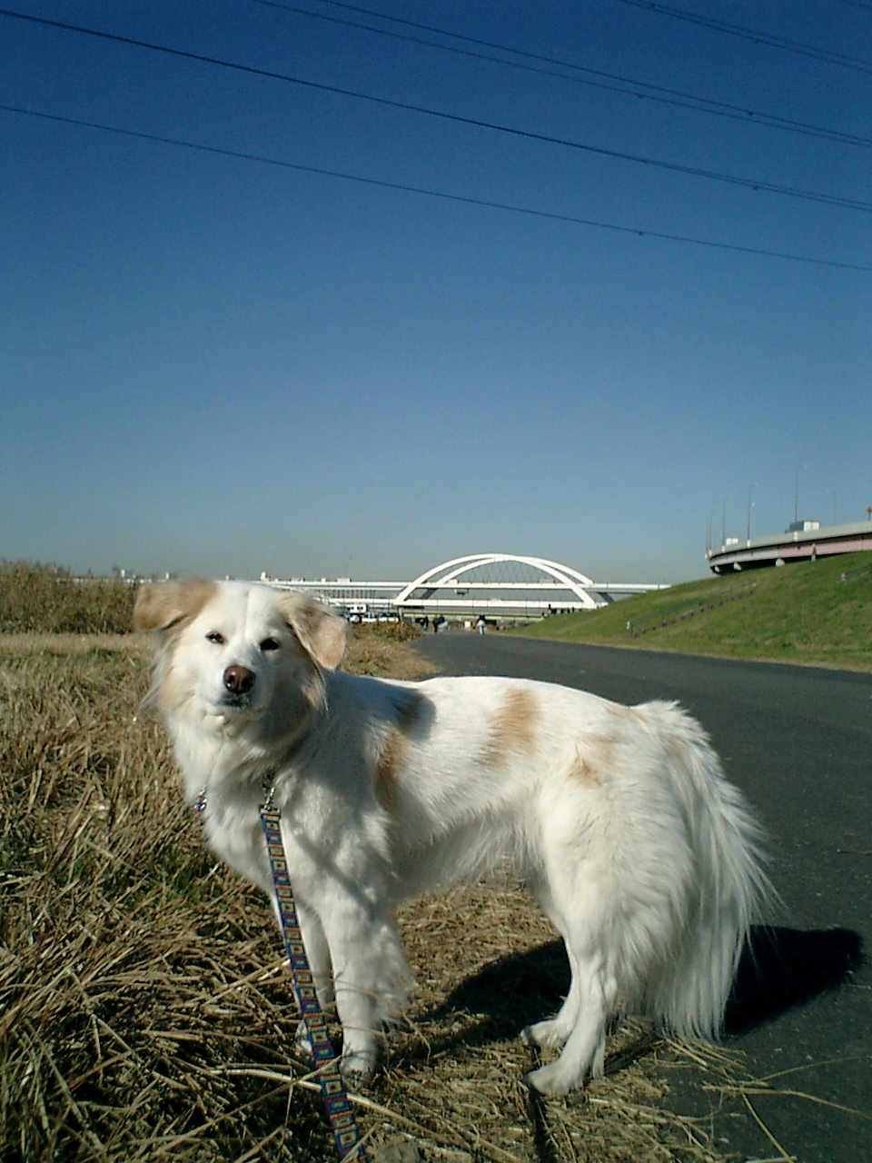 a0032004_424760.jpg