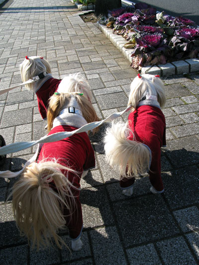 c0011204_21455276.jpg