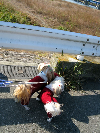 c0011204_21485899.jpg