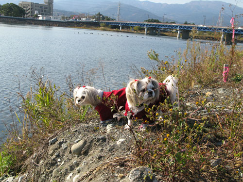 c0011204_21522616.jpg