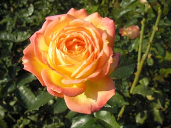 e0093509_23455.jpg