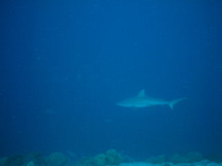 f0142717_14774.jpg