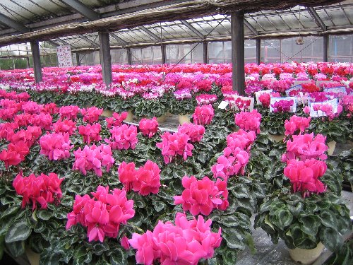 堤園芸・サンタのお花屋さん12/10 NHK放映_c0038619_23295131.jpg