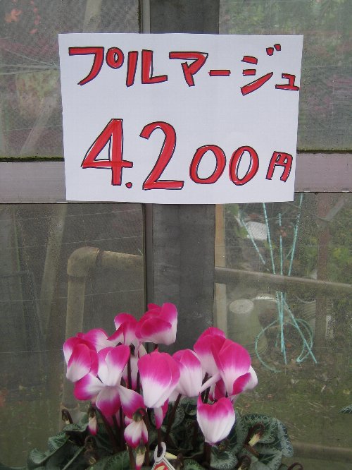 堤園芸・サンタのお花屋さん12/10 NHK放映_c0038619_23303639.jpg