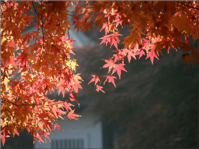 新宿御苑の紅葉　　２_a0027125_10122128.jpg