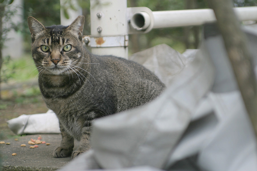 445日目(猫齢499日)：我が家の周辺の猫さん Vol.16_a0088031_1824315.jpg