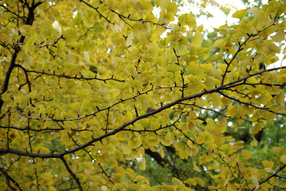 小石川植物園の紅葉_e0083036_111654.jpg