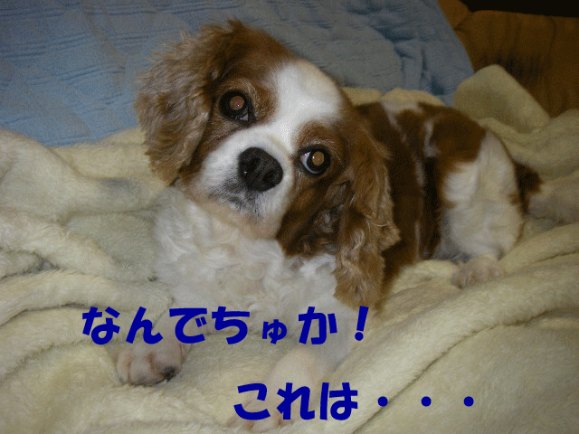 c0136838_1740669.gif