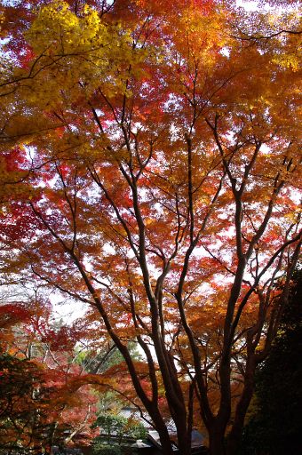 京都　嵐山（12月1日）･･･大河内山荘-2_a0031741_15195040.jpg