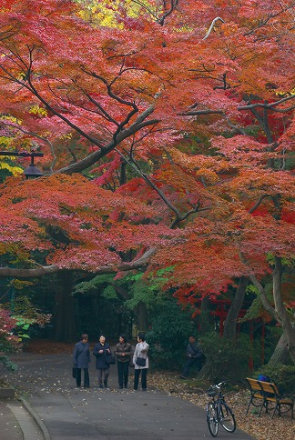 井の頭公園紅葉だより（その6）・・・赤・白・きいろ_a0009142_22255276.jpg