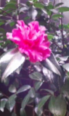 c0142045_21444557.jpg