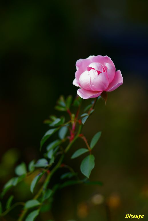 d0086248_82554.jpg