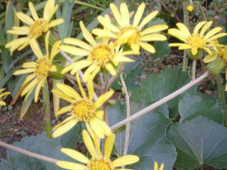 c0118352_1173839.jpg