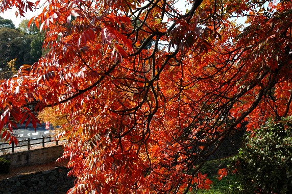 紅葉・黄葉_b0093754_004581.jpg