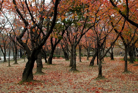 紅葉・黄葉_b0093754_02018.jpg