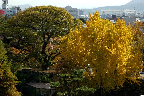 紅葉・黄葉_b0093754_022249.jpg