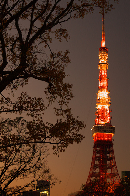 芝公園　　いつまでも 『 東京の顔 』 でいてくれよ_c0080357_082955.jpg