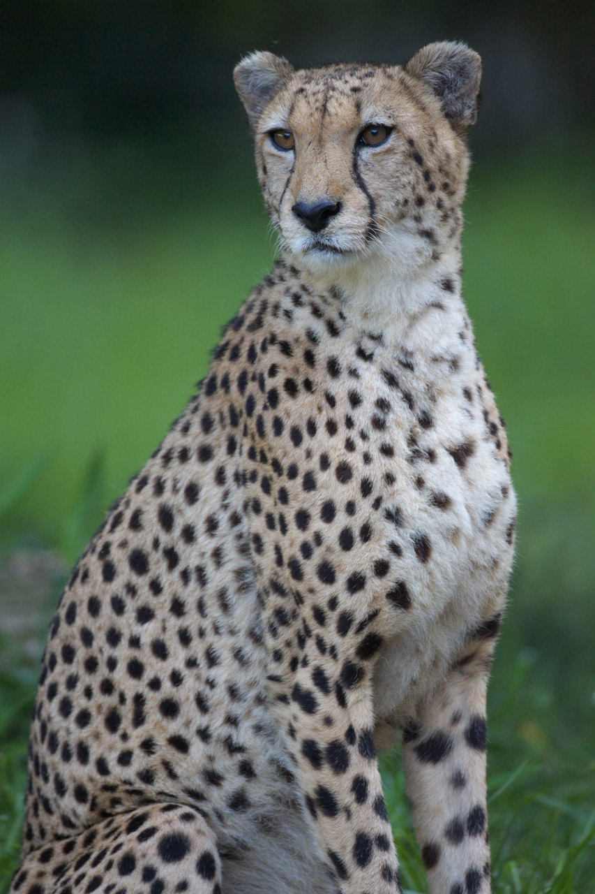 多摩動物公園201_e0060169_77818.jpg