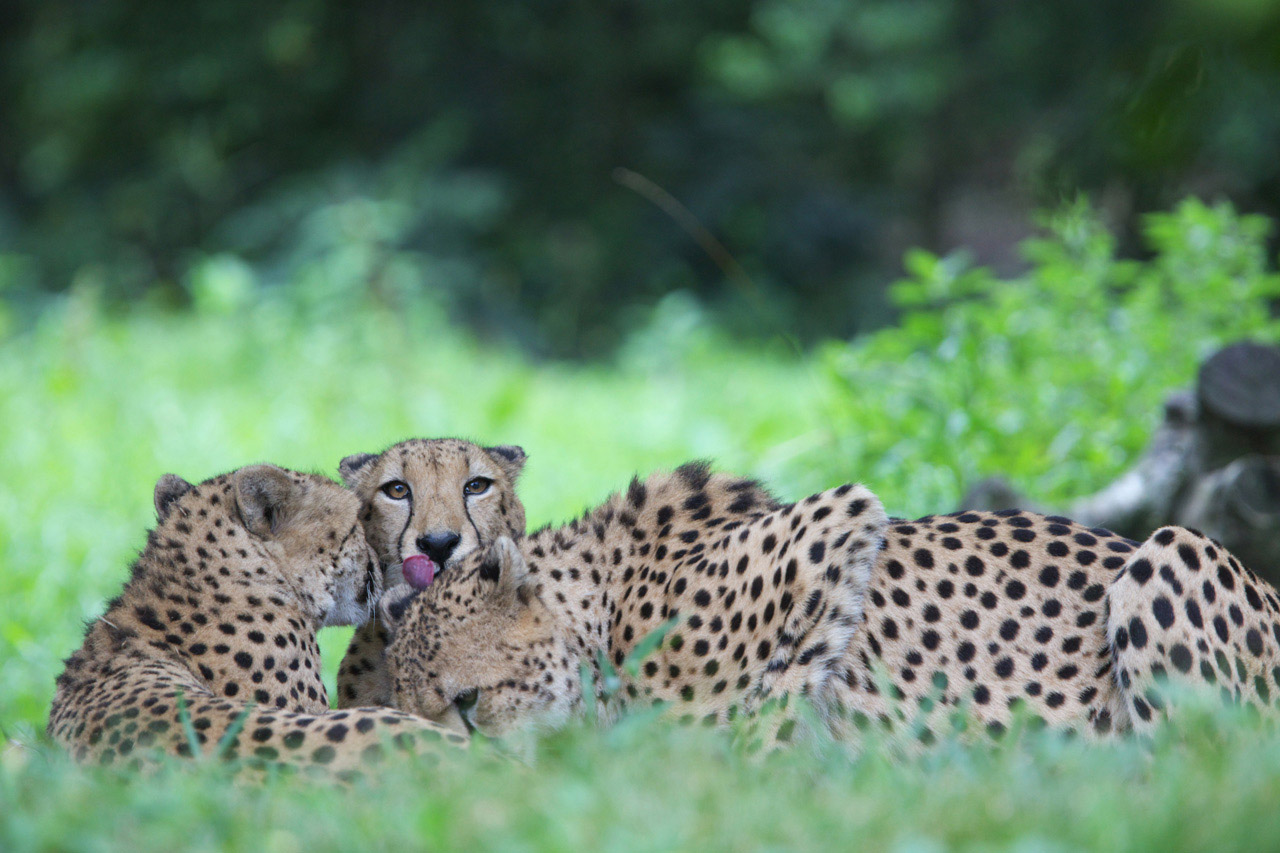 多摩動物公園201_e0060169_782439.jpg