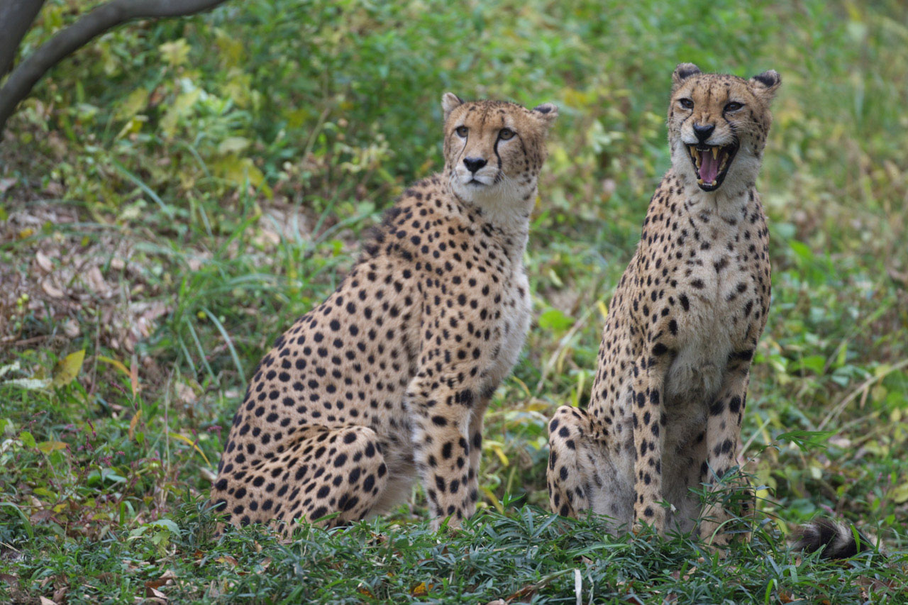 多摩動物公園201_e0060169_792964.jpg