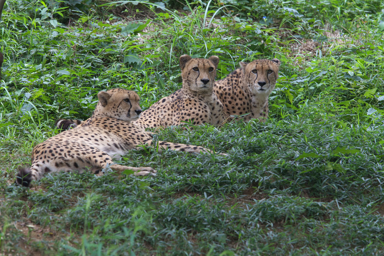 多摩動物公園201_e0060169_79571.jpg