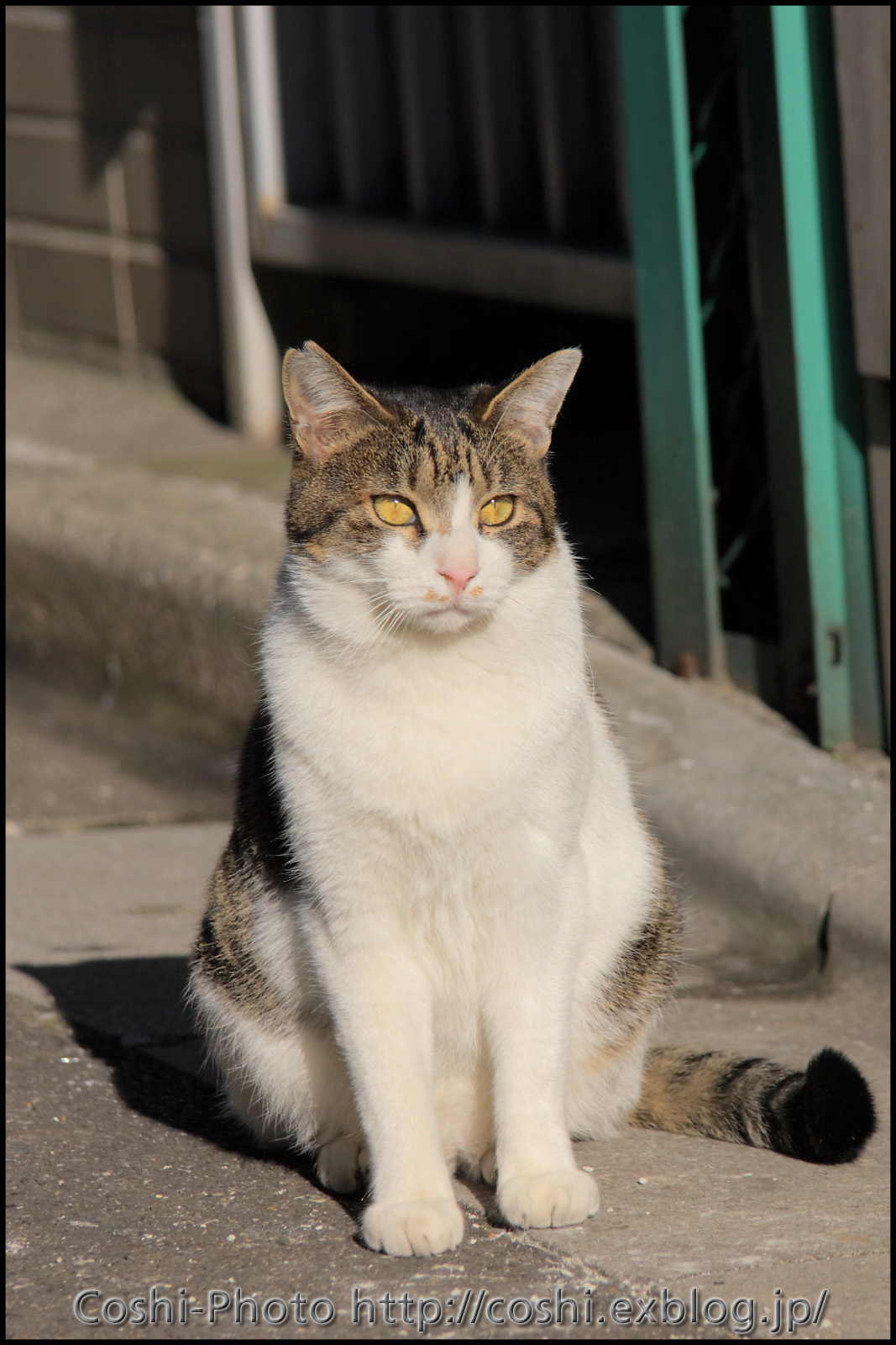 昨晩の猫を朝撮り・・・TAMRON A20_a0110096_12362529.jpg