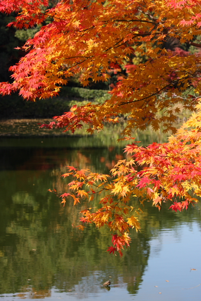 紅葉　Ⅵ　嵯峨野路　（１２月１日）２　　最終回_a0046000_1049532.jpg