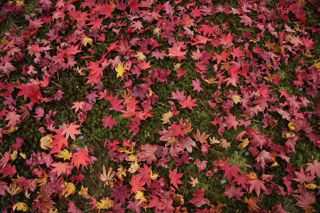 紅葉　Ⅵ　嵯峨野路　（１２月１日）２　　最終回_a0046000_10534020.jpg