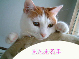 c0006312_16172511.jpg