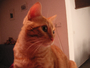 e0115312_3552021.jpg