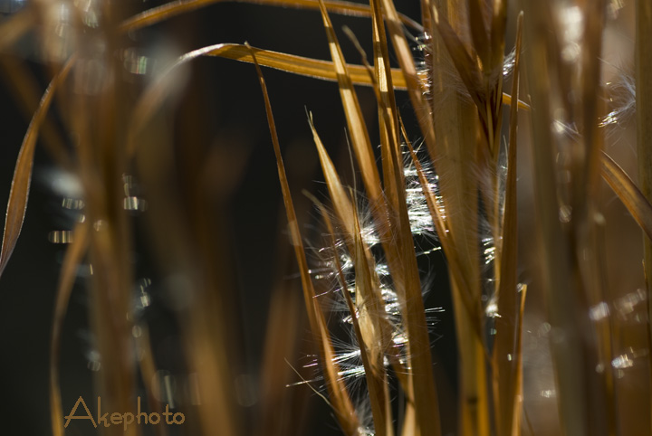 winter sight Ⅰ_e0127416_2137472.jpg