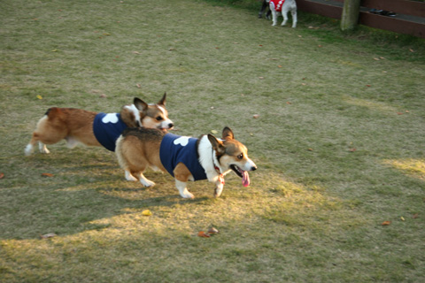 e0071225_1142419.jpg
